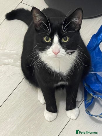 Domestic Shorthair cats 🐾 Meet Milo – Your Future Cuddle Buddy! 🐾 - Advert 13