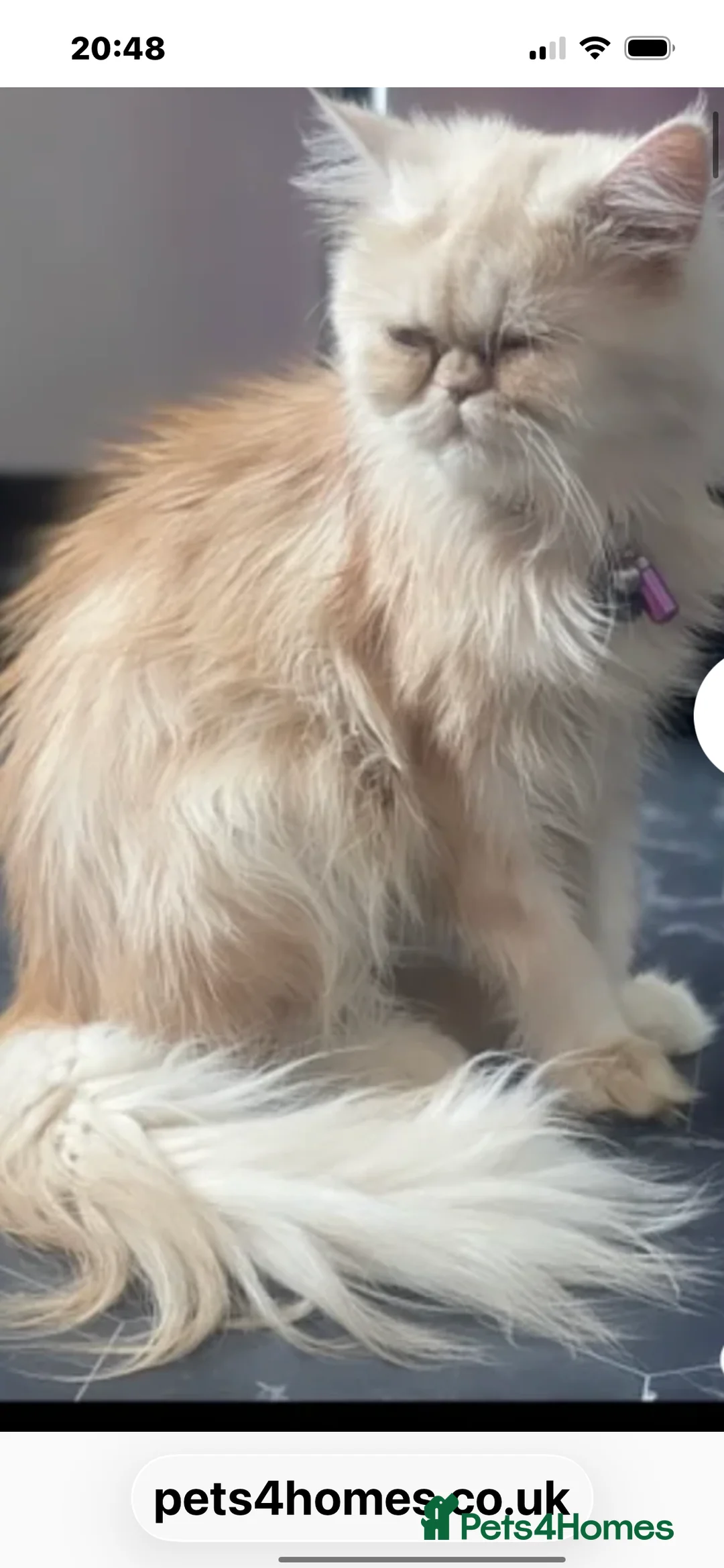 Persian cats for sale: ꨁ 🍃 ҉🌺☆ EXOTIC LONG HAIR PERSIAN  - Advert 8