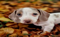 Miniature Dachshund dogs for sale: Quality mini dachshund puppies 💜 - Image 2