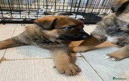 Mixed Breed dogs for sale: belgian malinois / czech shepherd puppies  - Image 4