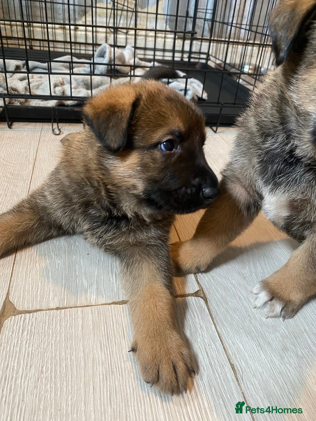 Mixed Breed dogs for sale: belgian malinois / czech shepherd puppies  - Image 4