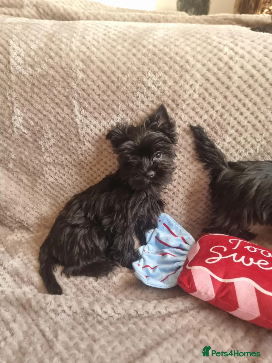 Yorkshire Terrier dogs for sale: Yorkshire Terrier  - Advert 4