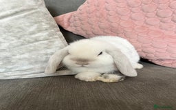 Mini Lop rabbits for sale: Beautiful mini lop rabbits for sale - Image 6