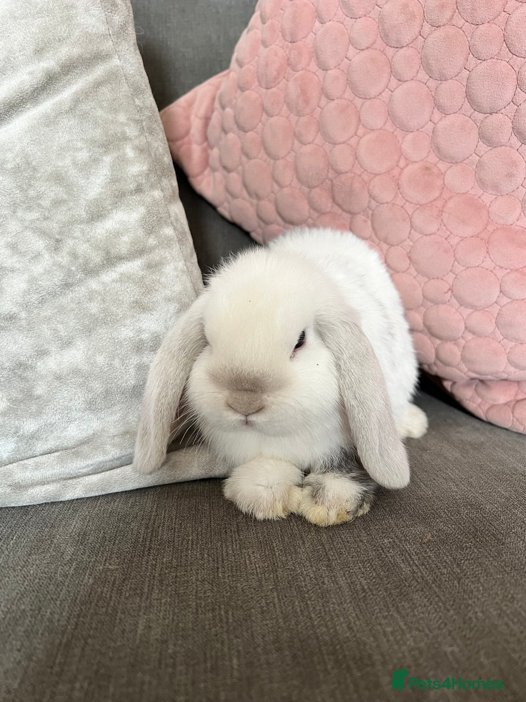 Mini Lop rabbits for sale: Beautiful mini lop rabbits for sale - Image 6