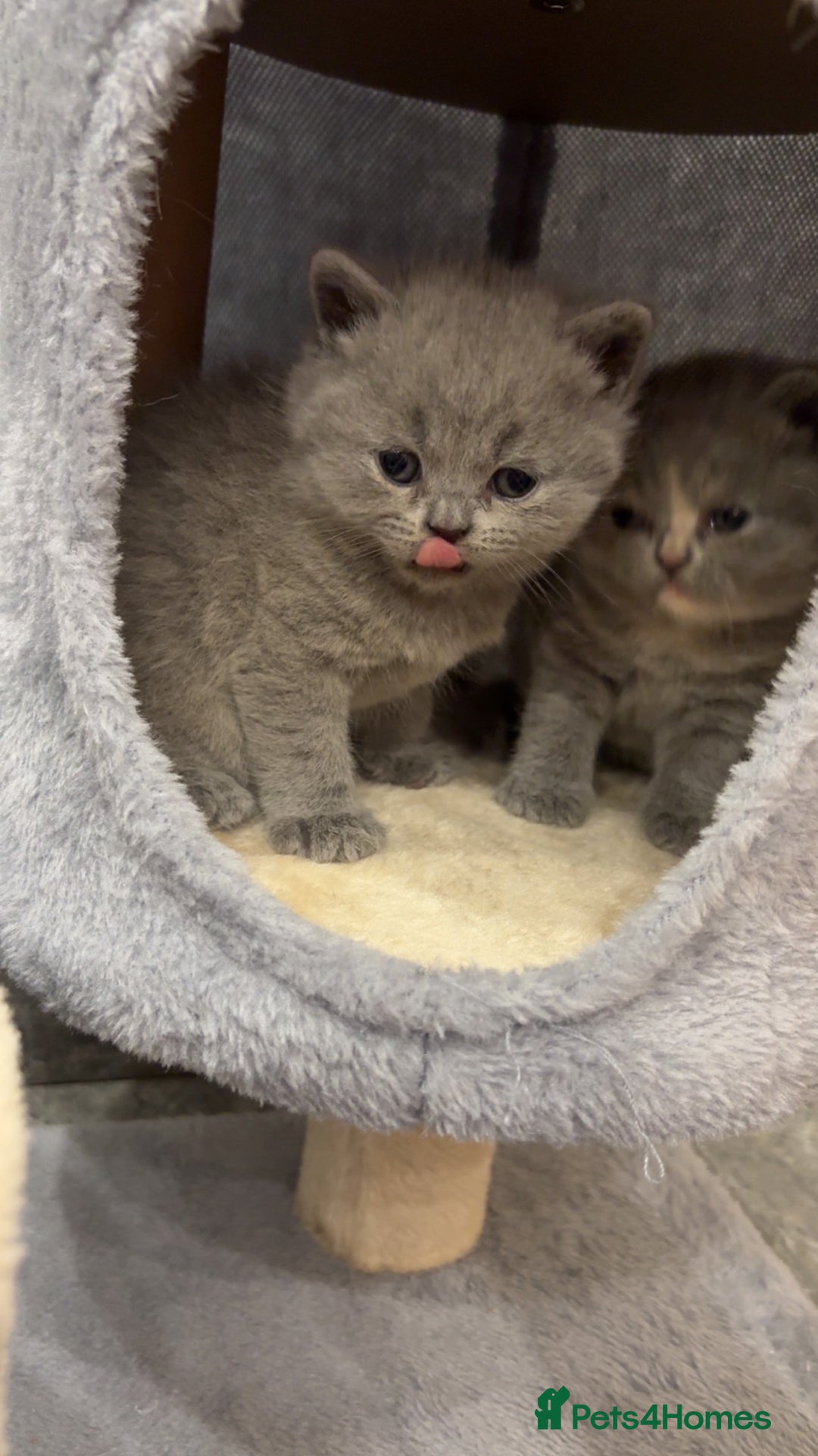 British Shorthair cats for sale: BSH kittens for sale from pedigree parents - Advert 3