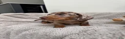 Miniature Dachshund dogs for sale: Miniature dachshund  - Advert 15