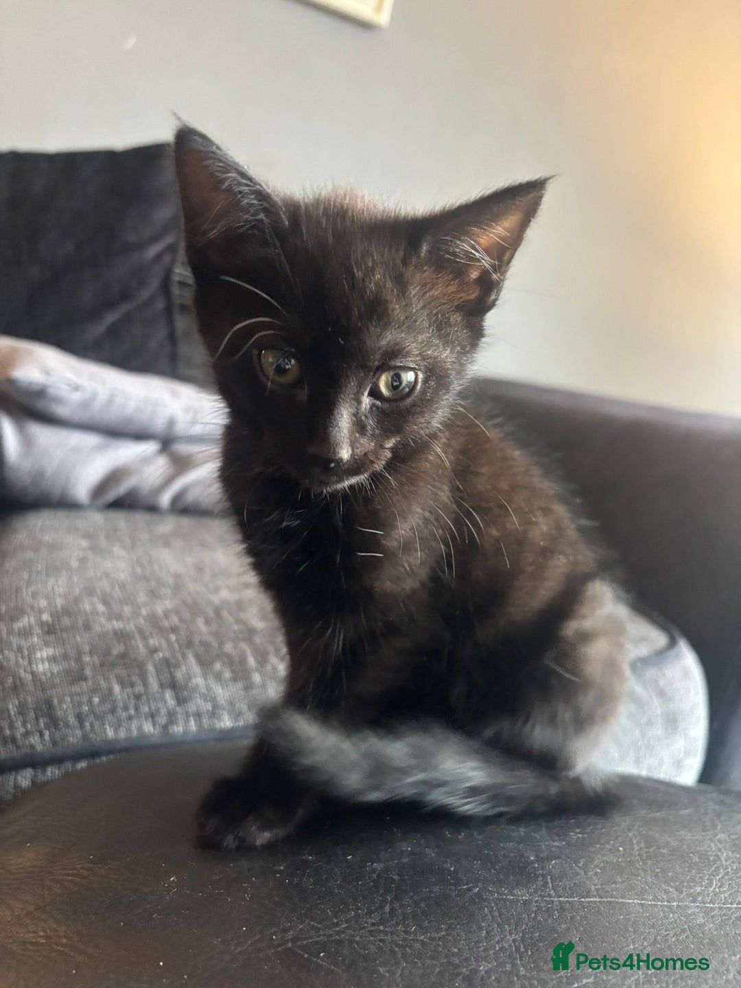 Mixed Breed cats for sale: 5 Black kittens - Image 1