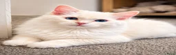 Ragdoll cats for sale:     GCCF pedigree  Cream Ragdoll Boy – Ready Now! - Advert 5