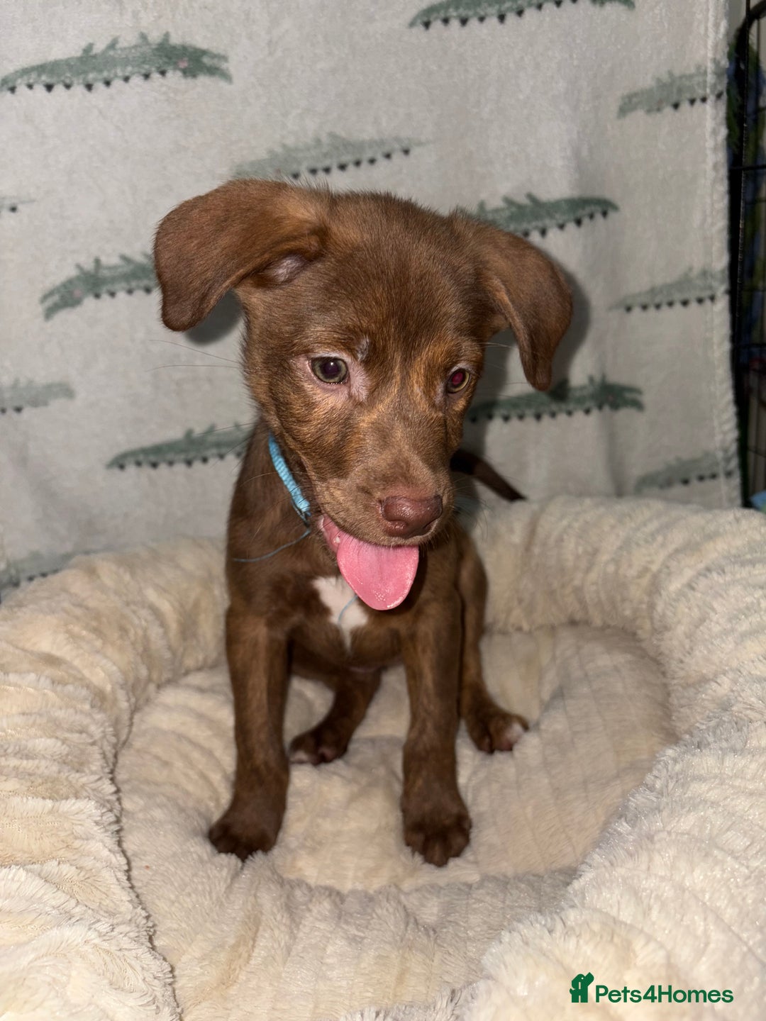 Mixed Breed dogs for sale: 6 Beautiful Fur Babies - Image 14
