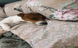 Jack Russell dogs for sale: Jack Russell  - Image 3