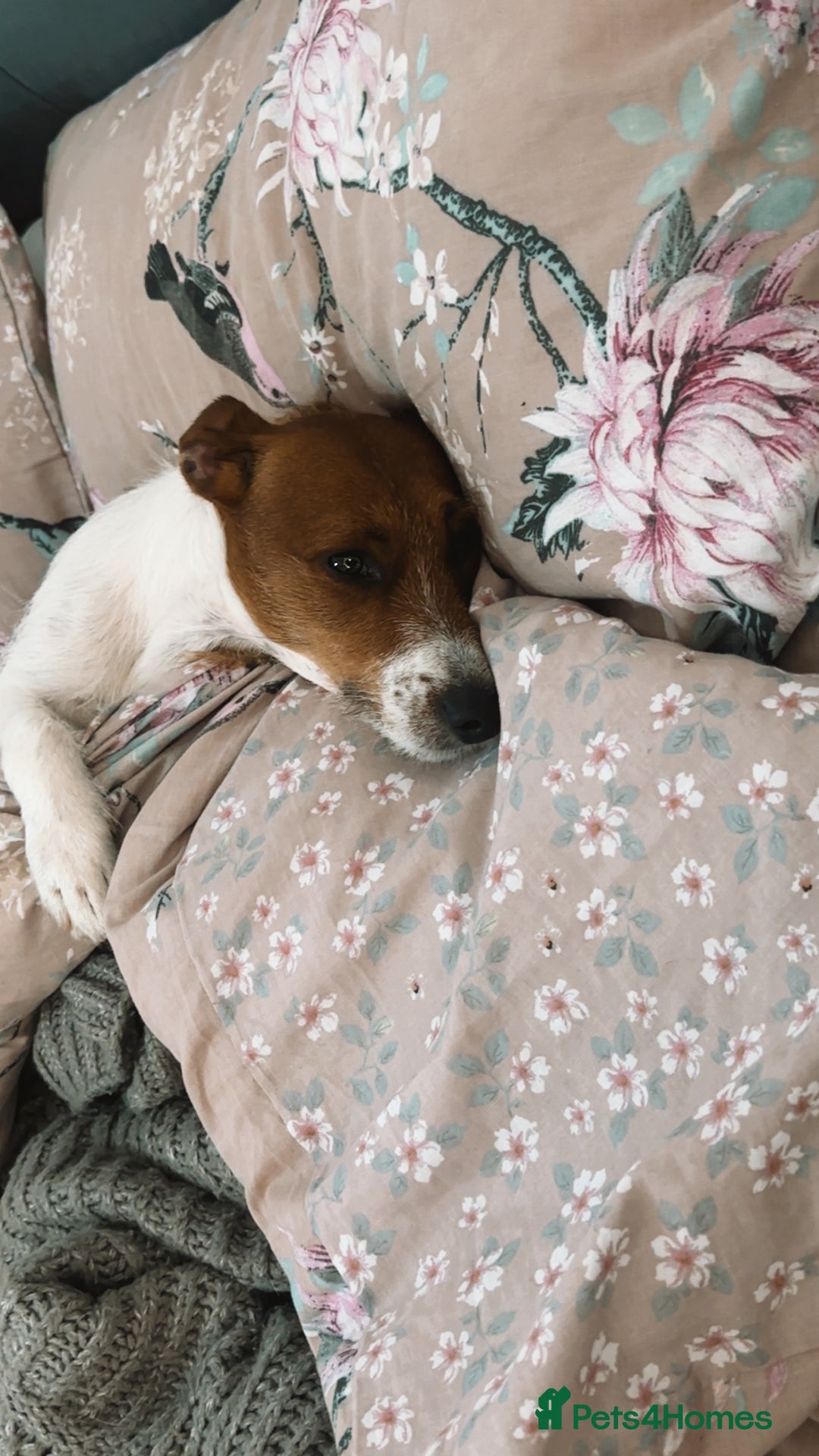 Jack Russell dogs for sale: Jack Russell  - Image 3