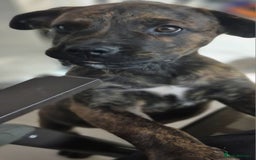 Mixed Breed dogs for sale: Mastiff x rottweiler  - Image 13