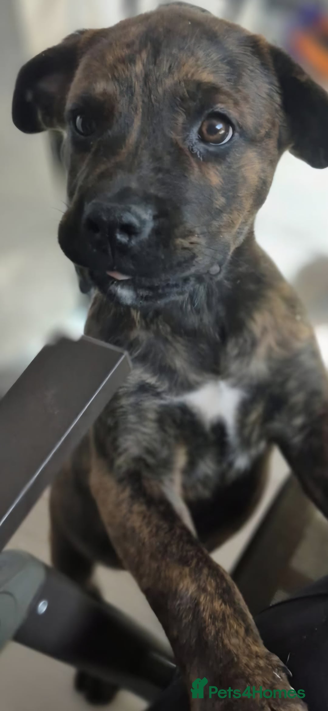 Mixed Breed dogs for sale: Mastiff x rottweiler  - Image 13