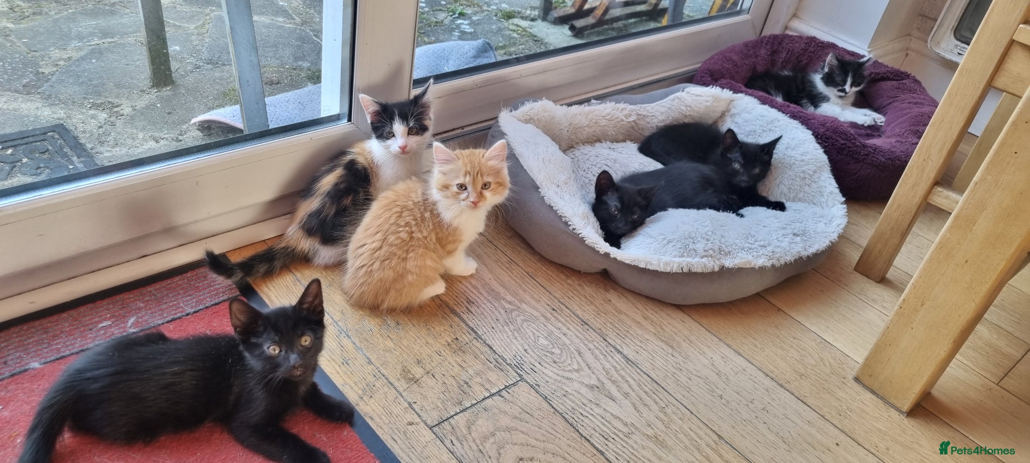 Domestic Shorthair cats 6 Beautiful Kittens For Sale - Advert 6