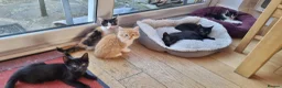 Domestic Shorthair cats for sale: 6 Beautiful Kittens For Sale - Advert 1