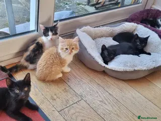 Domestic Shorthair cats 6 Beautiful Kittens For Sale - Advert 10