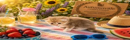 Siberian cats for sale: Ch. Sired Siberian Kittens - ready mid-September in Norwich - Advert 3