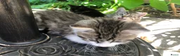 Mixed Breed cats for sale: Little darlings looking for loving homes - Advert 8
