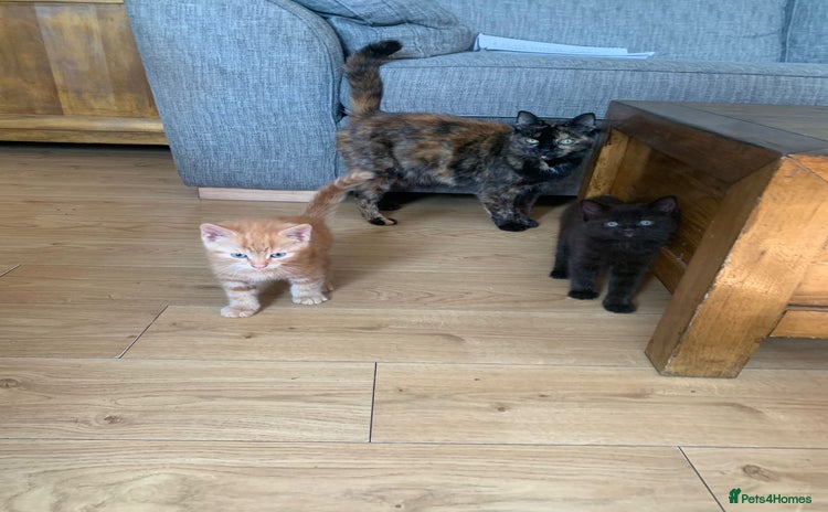 Mixed Breed cats for sale - Advert 1