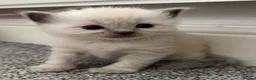 Ragdoll cats for sale: Pure blue point ragdolls  - Advert 6
