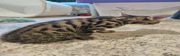 Bengal cats for sale: Bengal X kittens. READY NOW - Advert 10
