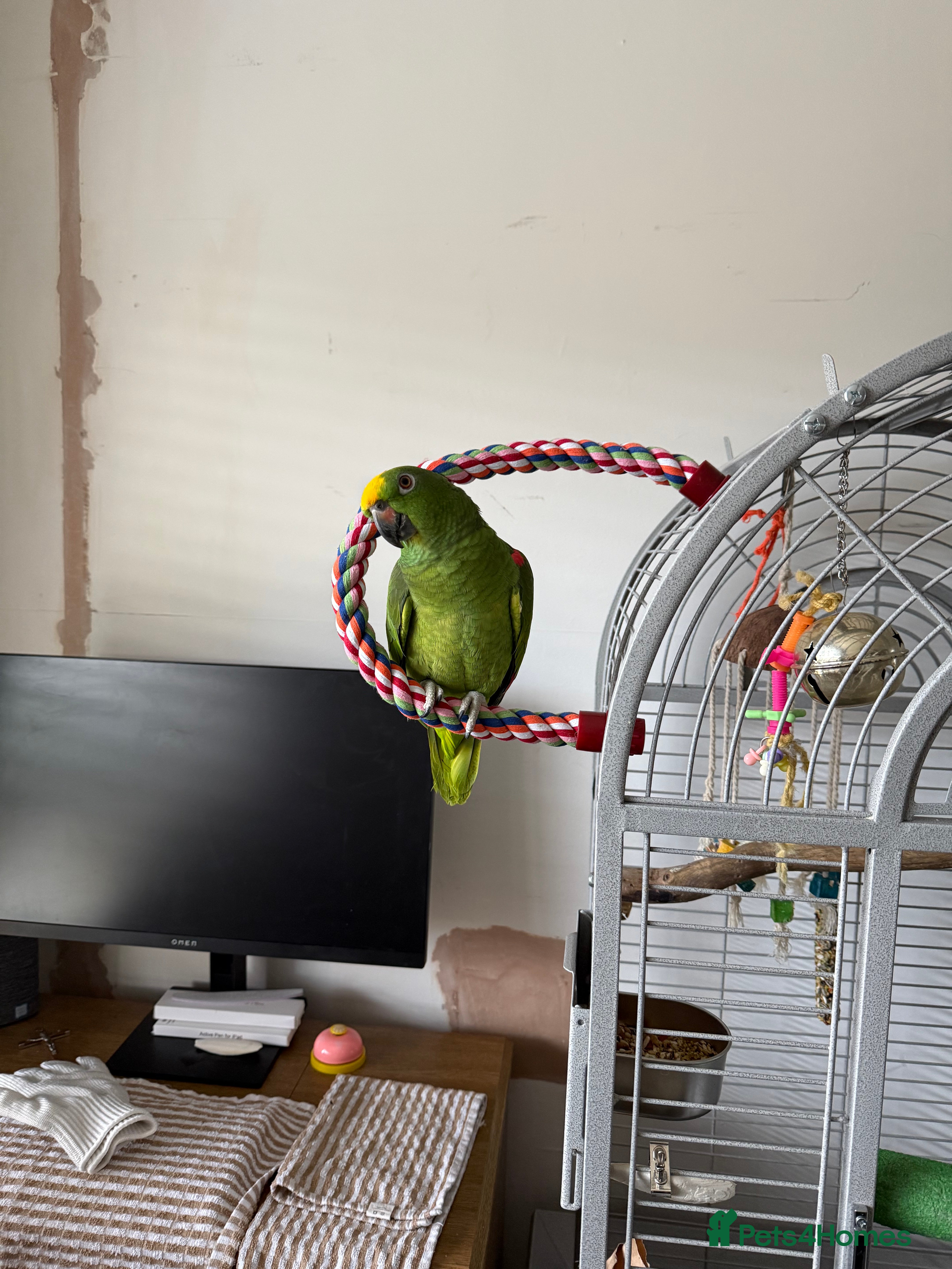 Parrots birds Yellow headed Amazon - Advert 8