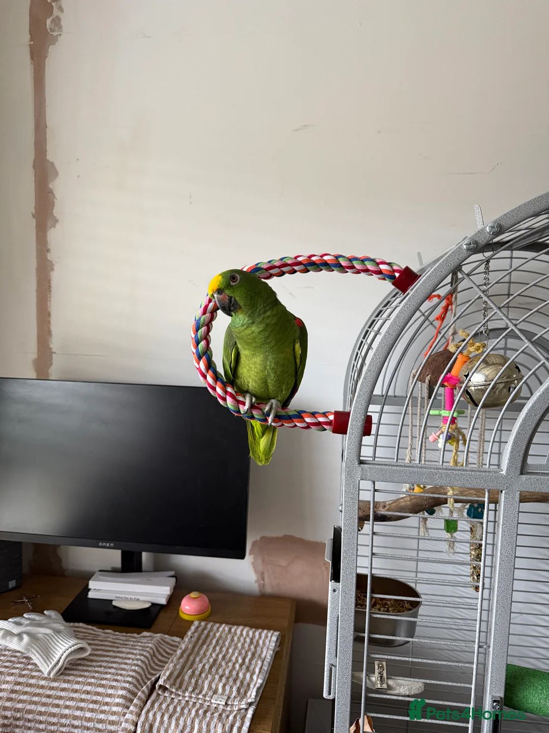 Parrots birds for sale: Yellow headed Amazon - Advert 1