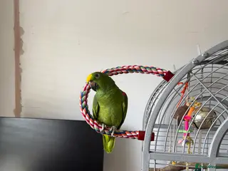 Parrots birds Yellow headed Amazon - Advert 8