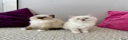 Ragdoll cats for sale: TICA registered ragdoll kittens - Advert 9