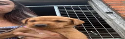 Labrador Retriever dogs for sale: Gorgeous yellow/red lab pups ready now - Advert 3