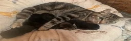 Mixed Breed cats for sale: Gorgeous farm kittens  - Advert 2