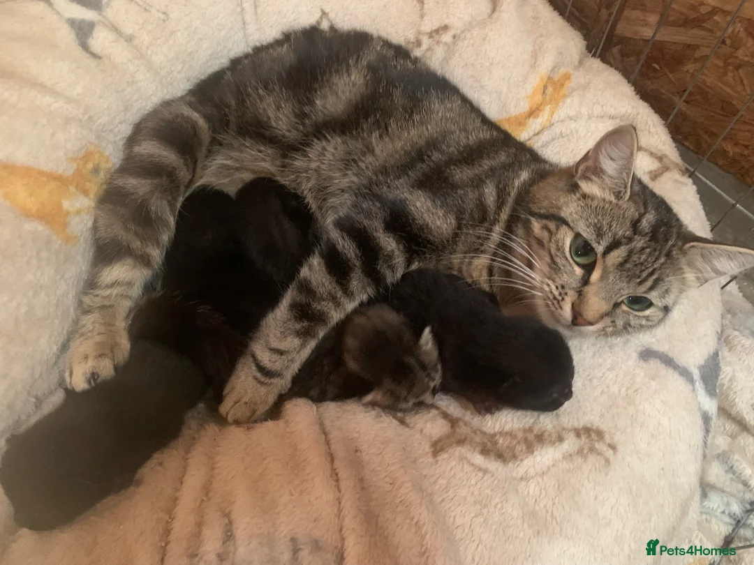Mixed Breed cats for sale: Gorgeous farm kittens  - Advert 2