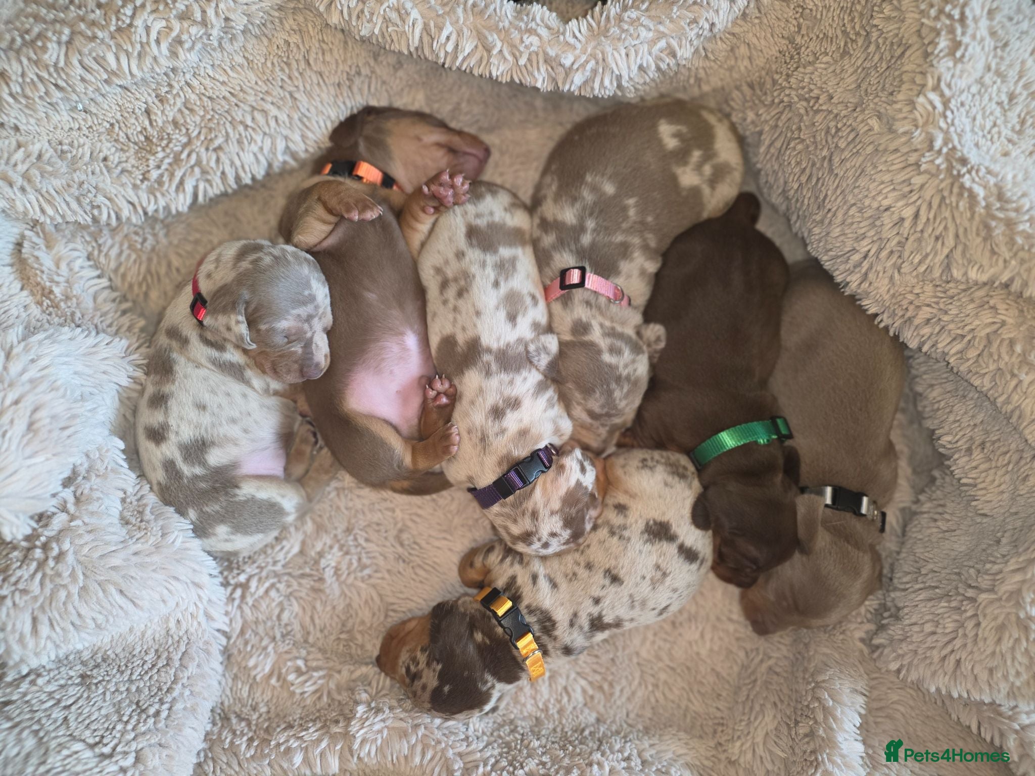 Dachshund dogs Dapple Daschund puppies - Advert 4