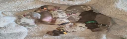 Dachshund dogs for sale: Dapple Daschund puppies - Advert 8