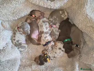 Dachshund dogs Dapple Daschund puppies - Advert 3