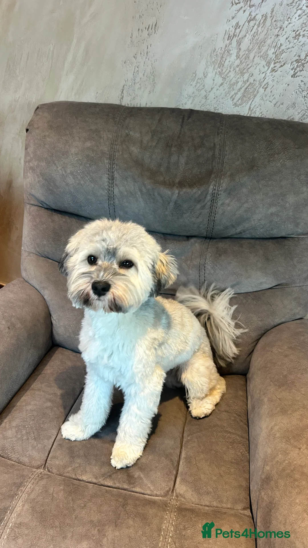 Havanese dogs for stud: Havanese for stud in Feltham - Advert 3