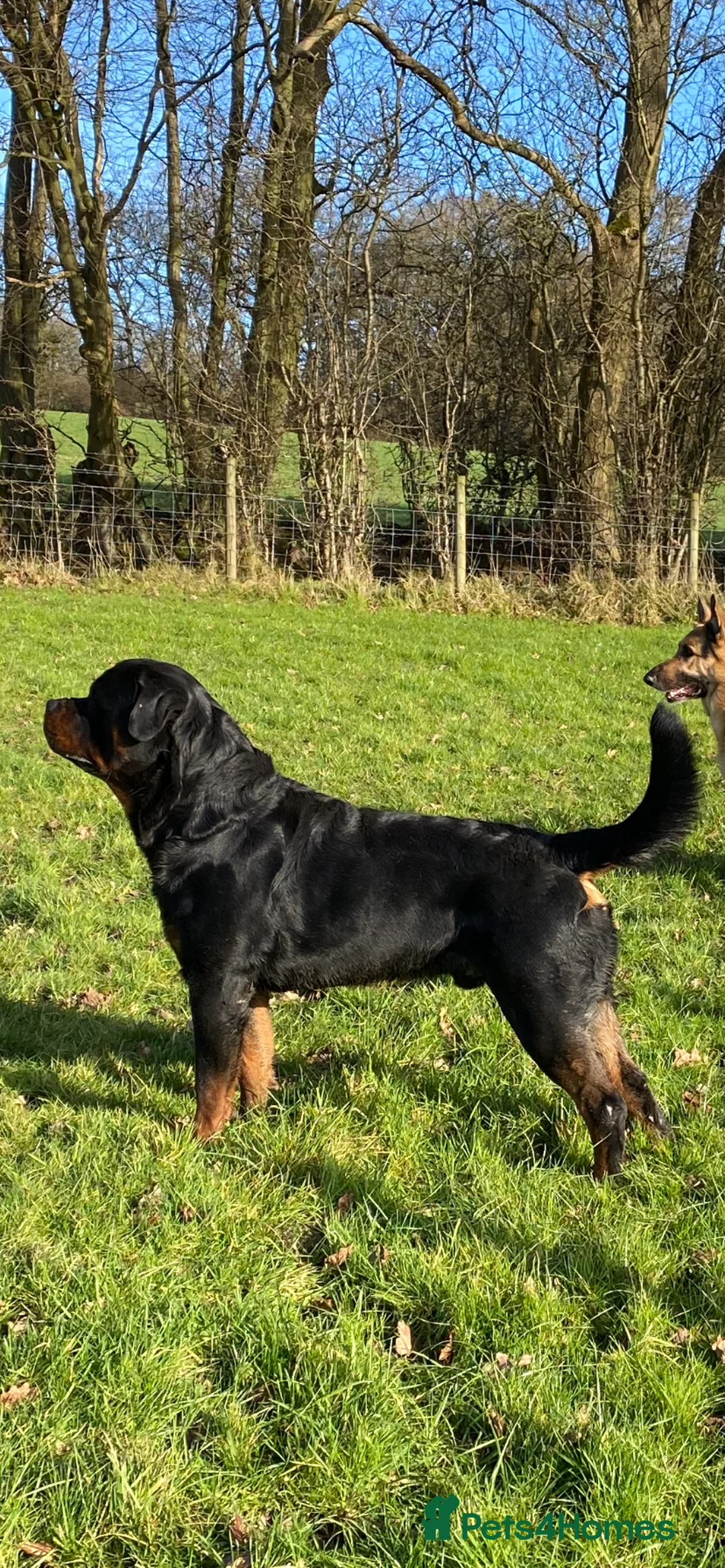 Rottweiler dogs for stud: ROTTWEILER AVAILABLE FOR STUD  - Advert 4