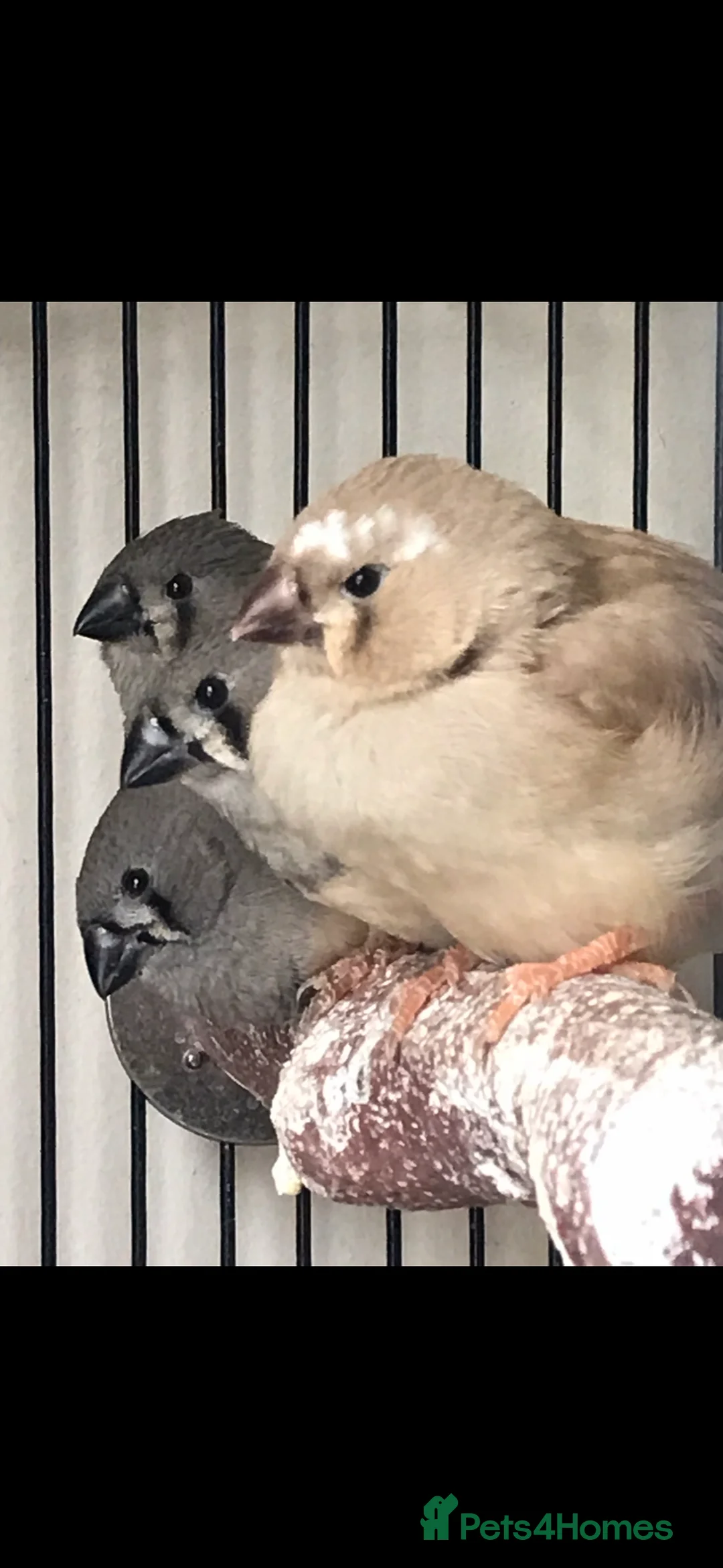 Finches birds for sale: Zebra finches in Reading - Advert 1