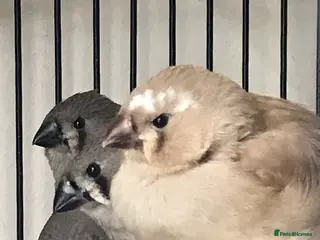 Finches birds Zebra finches in Reading - Advert 1