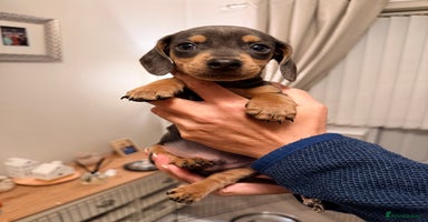 Dachshund dogs - Advert 14