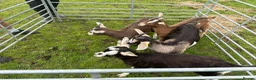 Goats livestock for sale:  Tog X alpine goats - Advert 4