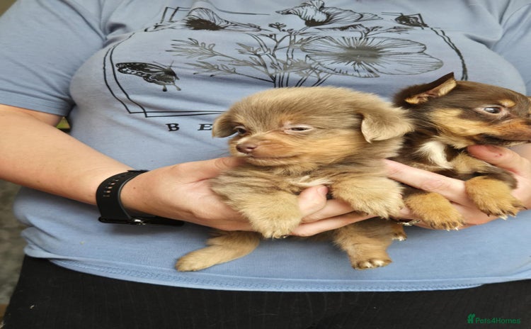 Mixed Breed dogs - Advert 1