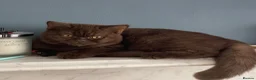British Shorthair cats for sale: ⭐ 2 Chocolate Boy Shorthair – Ready to Go - Advert 8