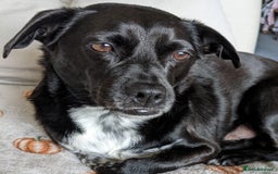 Mixed Breed dogs for adoption: Winston (Tripaw Terrier mix) - Image 2