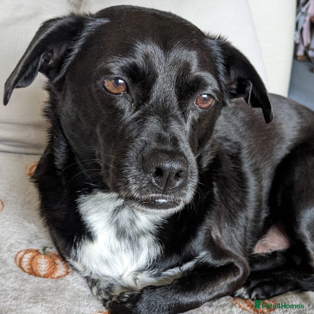 Mixed Breed dogs for adoption: Winston (Tripaw Terrier mix) - Image 2