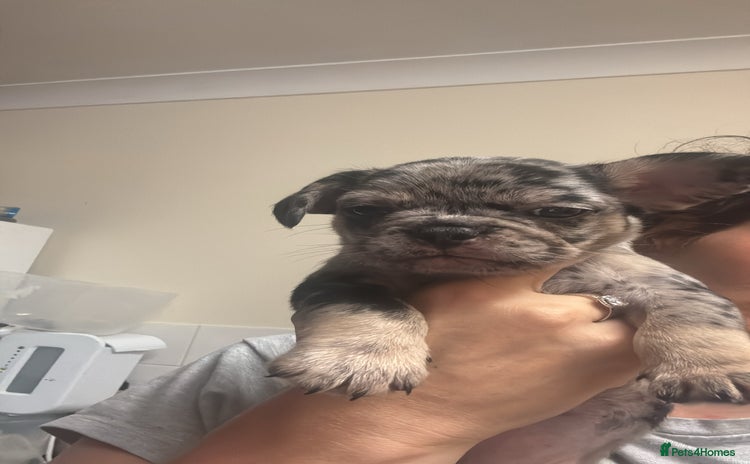 French Bulldog dogs - Advert 3