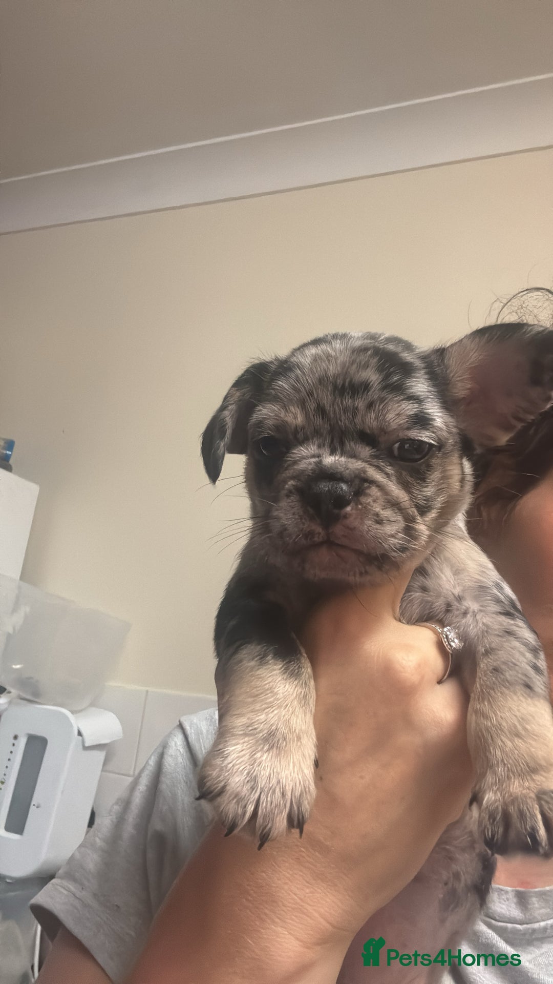 French Bulldog dogs for sale: Beautiful French bulldogs.  - Image 1