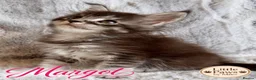 Maine Coon cats for sale: 🌿 THE HERITAGE COLLECTION 🌿 - Advert 21