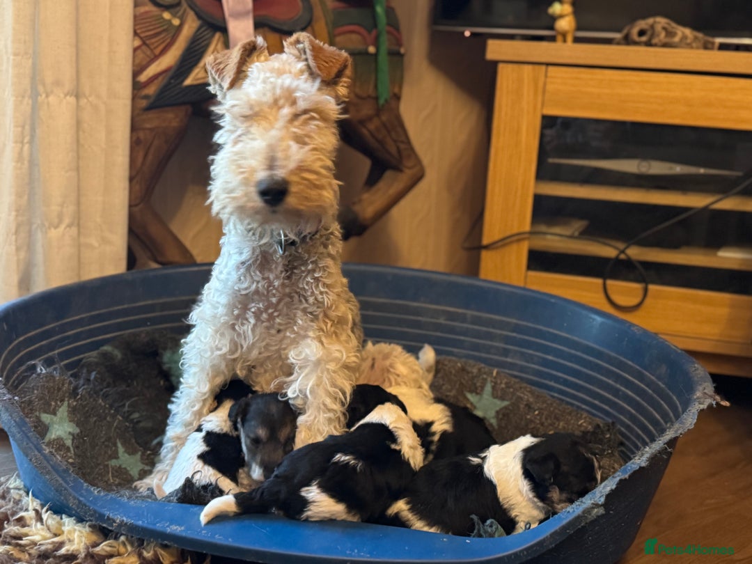 Fox Terrier dogs for sale: KC registered Wire hair fox Terrier puppies  - Image 2