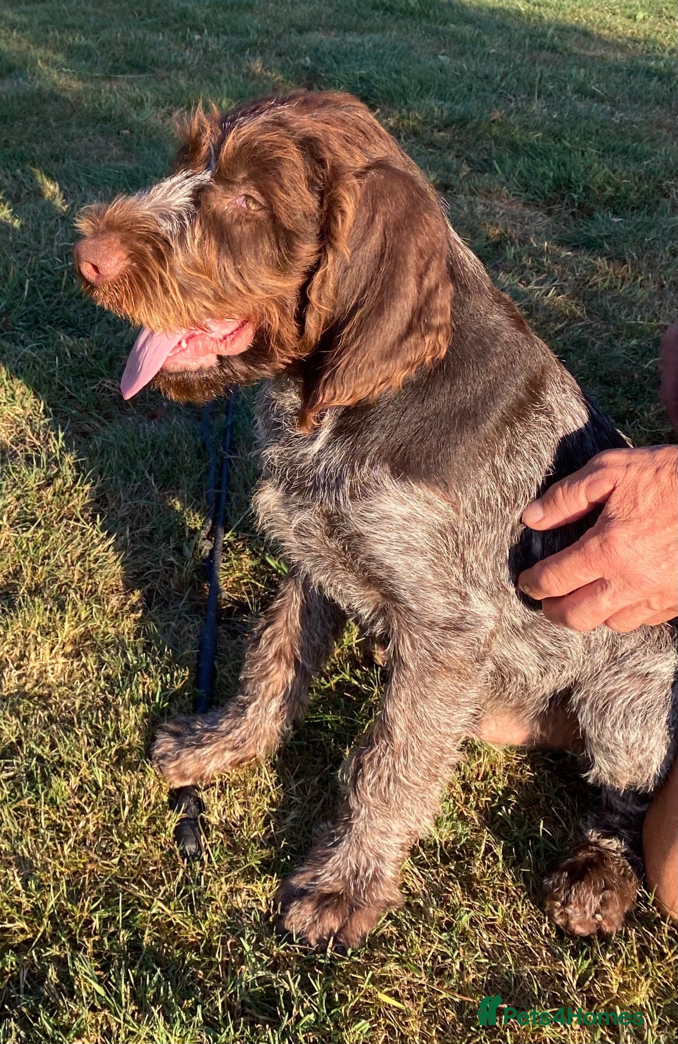 German Wirehaired Pointer dogs KC Registered German Wirehaired Pointer Puppies - Advert 2